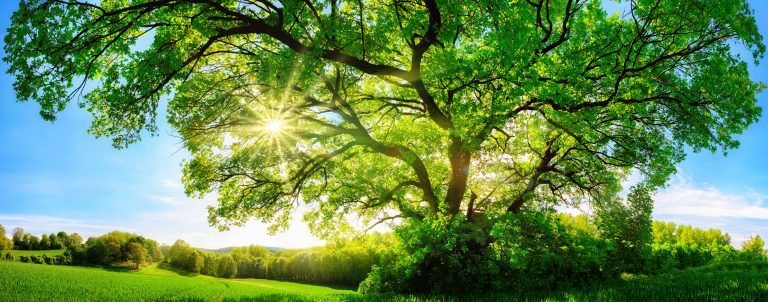 Green marketing vs greenwashing