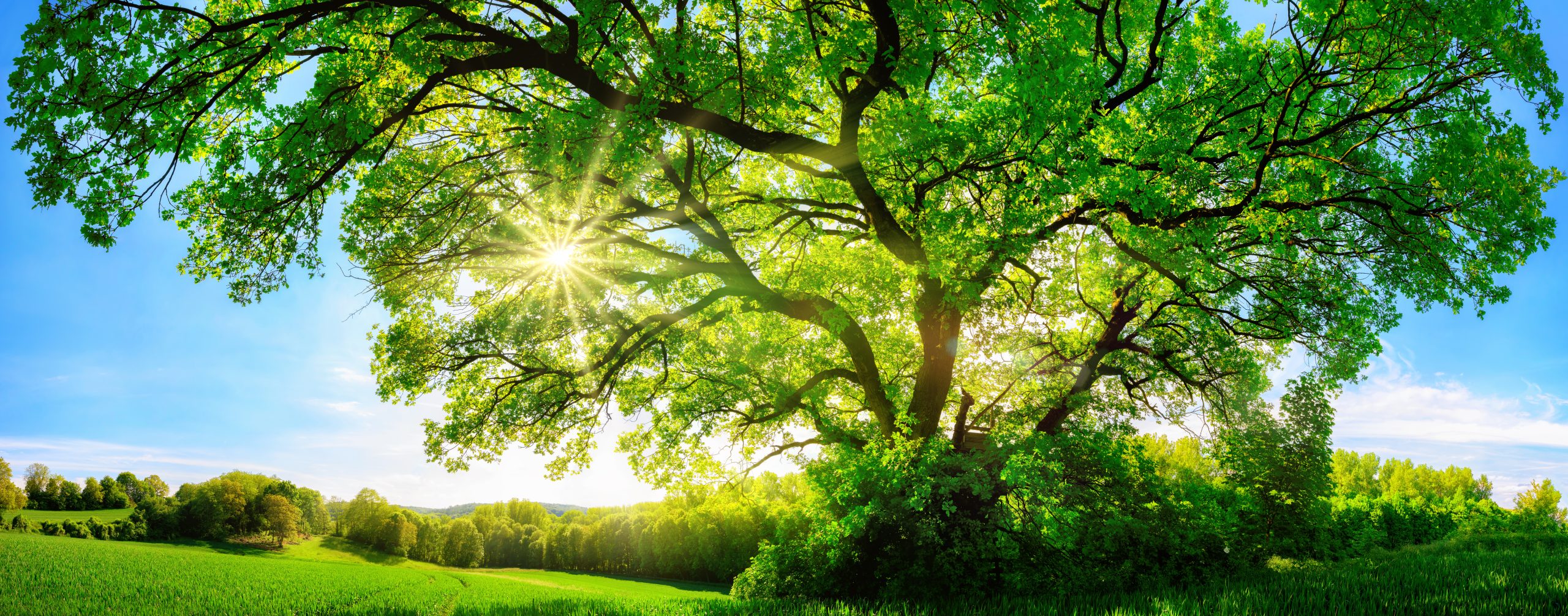 Green marketing vs greenwashing
